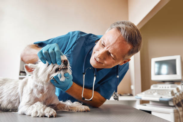 Best Emergency Dentist for Special Needs Patients in Fountainebleau, FL